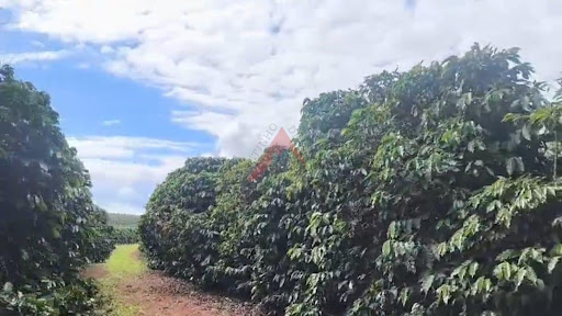 Fazenda em Coqueiros  -  Belo Horizonte