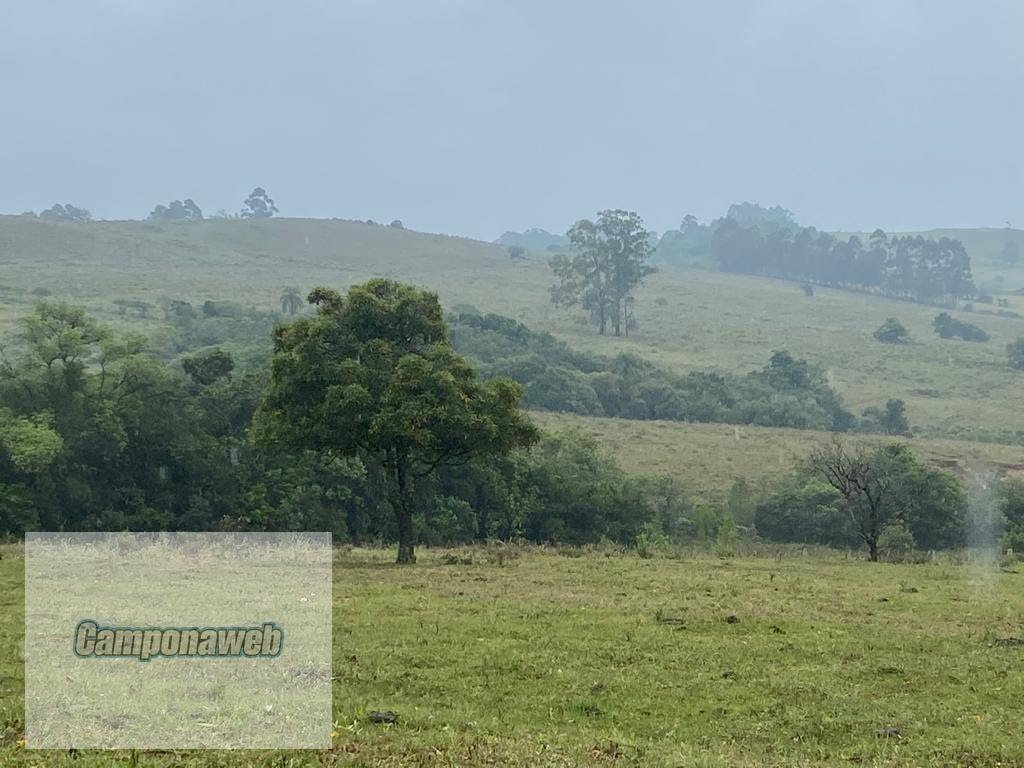 Cavalo Crioulo