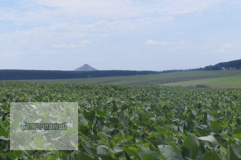 Área de plantio