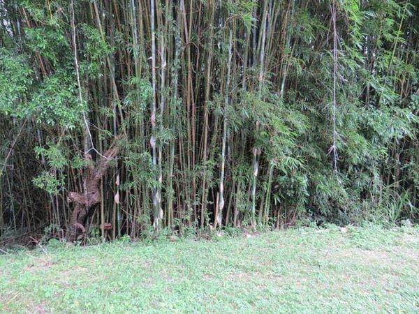 Rural à venda com 45000m² de terreno no Vargem Pequena, Florianópolis (SC) — foto 19 de 28