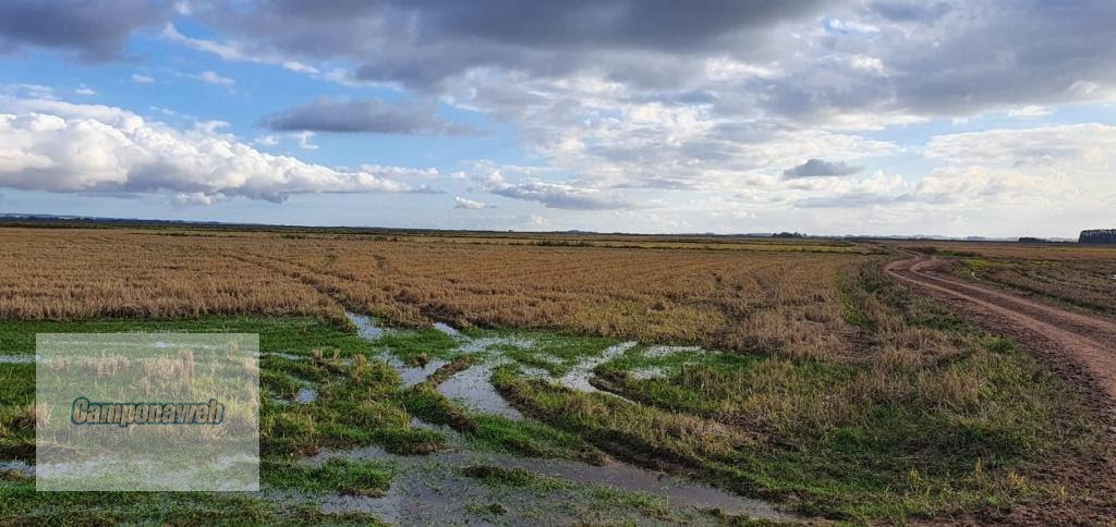 Área para plantio de arroz