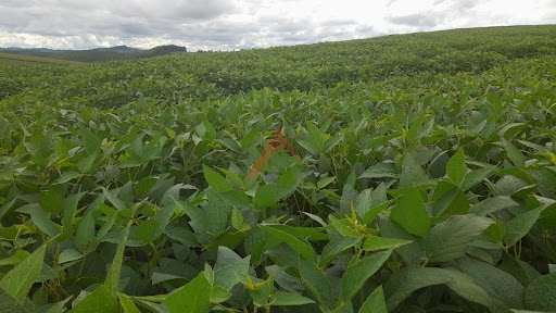 Fazenda em Seritinga/MG
