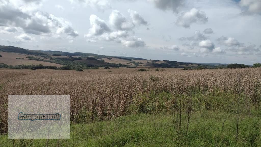 Área de plantio com soja