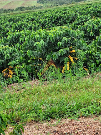 Fazenda em Capitólio-MG