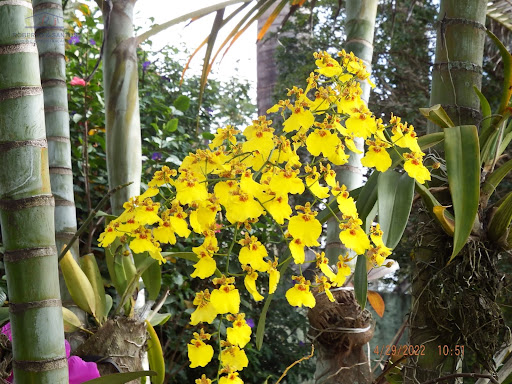 Orquídeas 