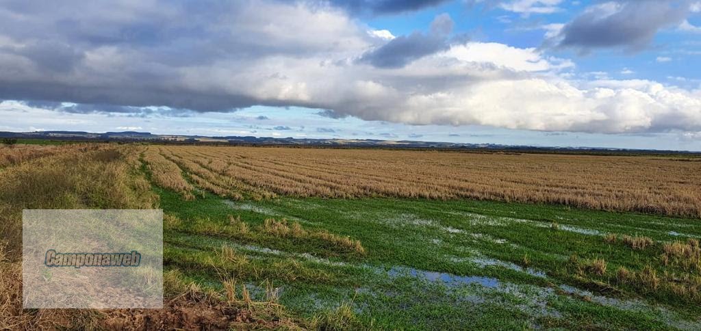 Área para plantio de arroz