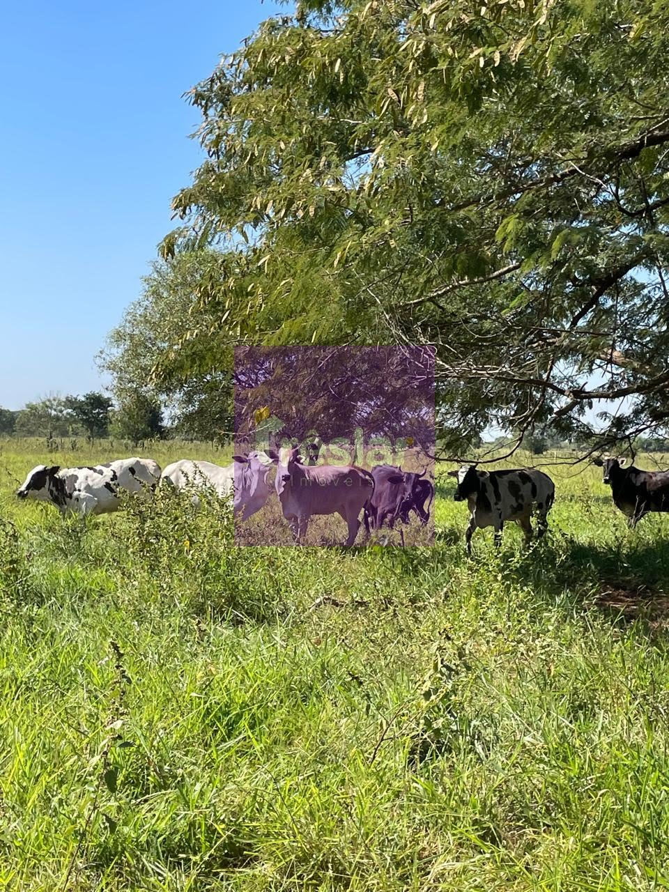 Rural à venda com 1710000m² de terreno no Fazenda, Três Lagoas (MS) — foto 25 de 30