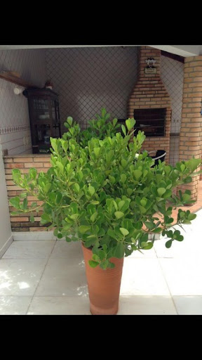 Foto 08