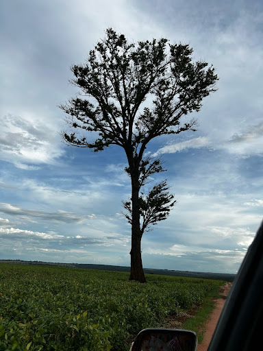 Fazenda em Zona Rural  -  Campo Grande