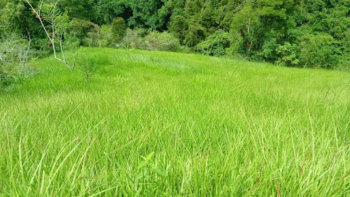 Fazenda em TRAJANO DE MORAES  -  Trajano de Moraes
