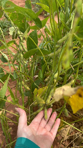 Fazenda em Zona Rural  -  Campo Grande