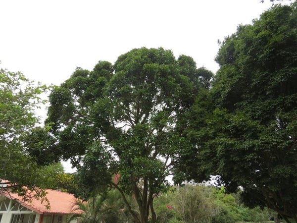 Rural à venda com 45000m² de terreno no Vargem Pequena, Florianópolis (SC) — foto 22 de 28