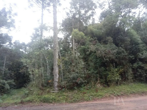 Lote / Terreno em Campo Alegre  -  Campo Alegre