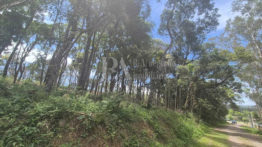 Lote / Terreno em Campo Alegre   -  Campo Alegre