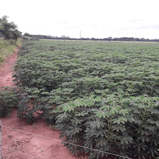 8 Hectares Próximo Mini Anel Campo Grande