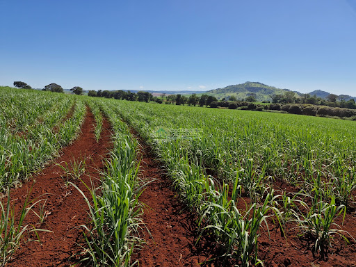Fazenda em Casa Branca SP