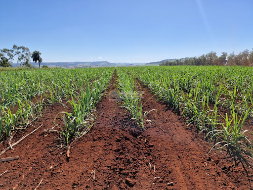 Fazenda em Casa Branca SP