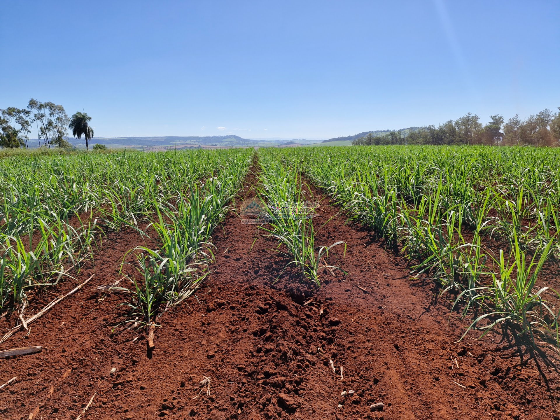 Fazenda em Casa Branca SP