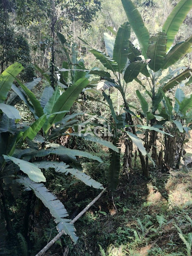 Sítio à Venda em Melgacinho – Domingos Martins/ES por R$ 1.350.000,00