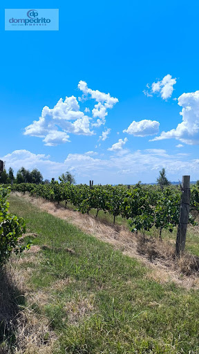 Vinhedos