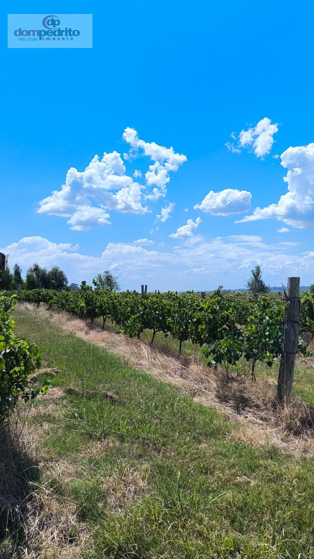Vinhedos