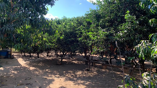 Árvores frutíferas