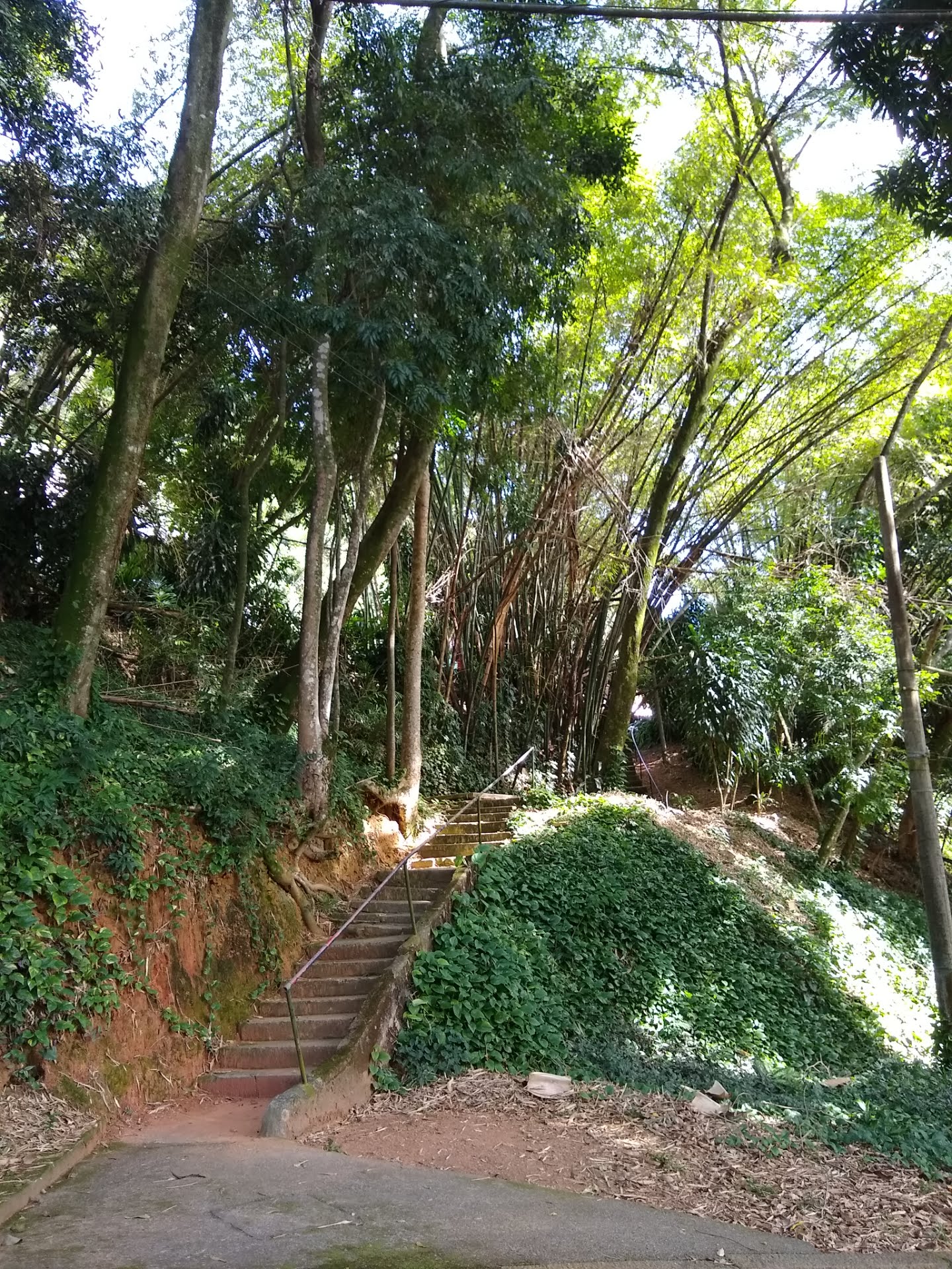Área arborizada