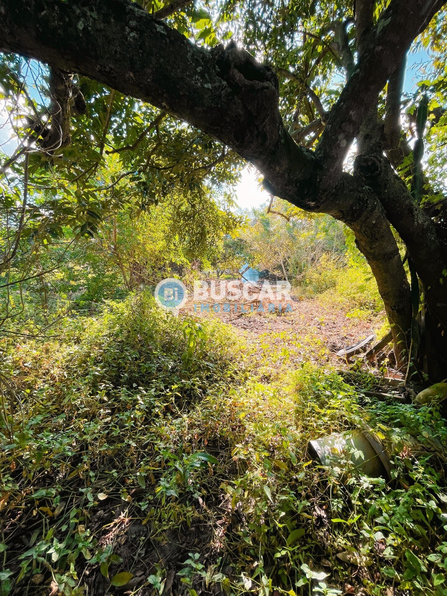 Rural à venda com 2000000m² de terreno no Rural, São Gonçalo dos Campos (BA) — foto 22 de 23