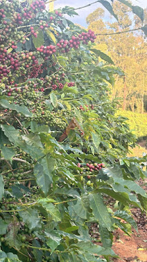 FAZENDA DE CAFÉ EM SÃO GONÇALO DO SAPUCAÍ/MG 