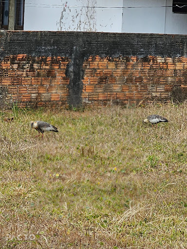 Terreno em Coloninha  -  Araranguá