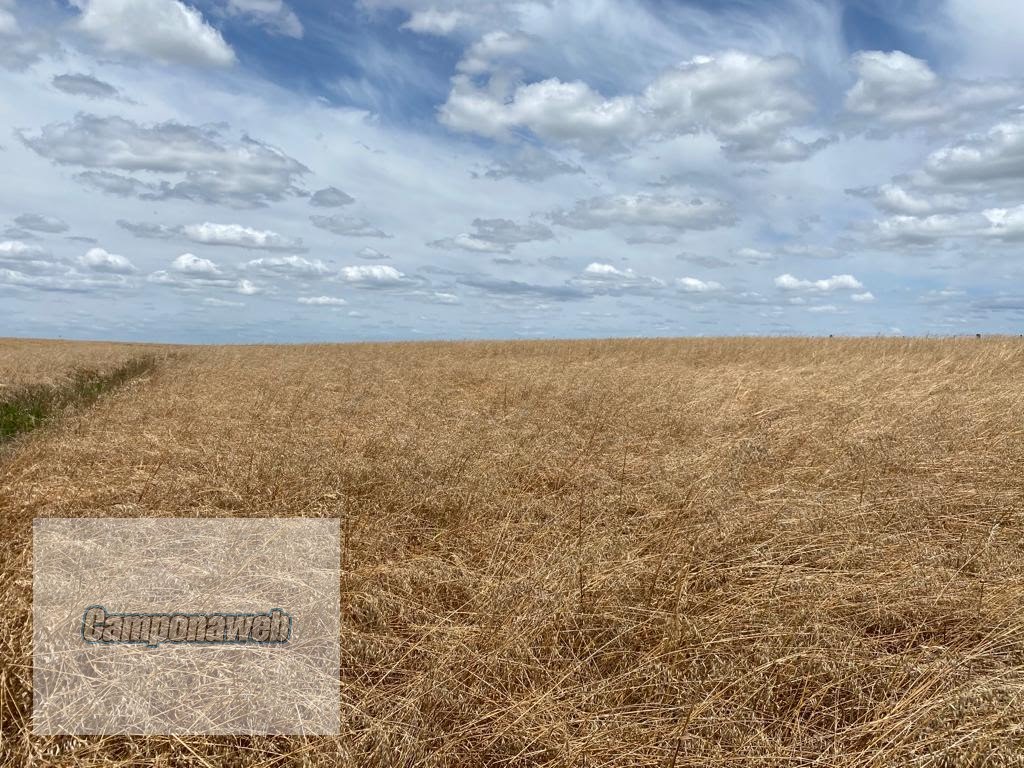 Área para plantio
