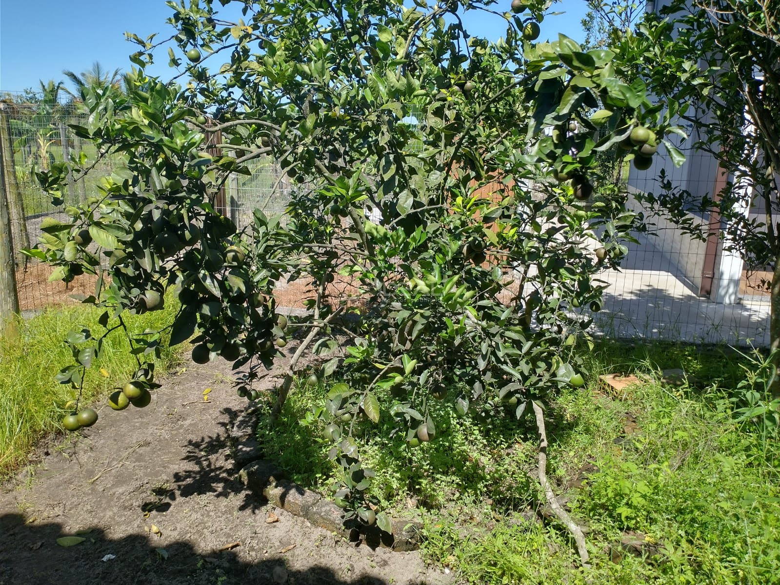 Rural à venda com 448m² de terreno no Correnteza, Campos dos Goytacazes (RJ) — foto 9 de 15