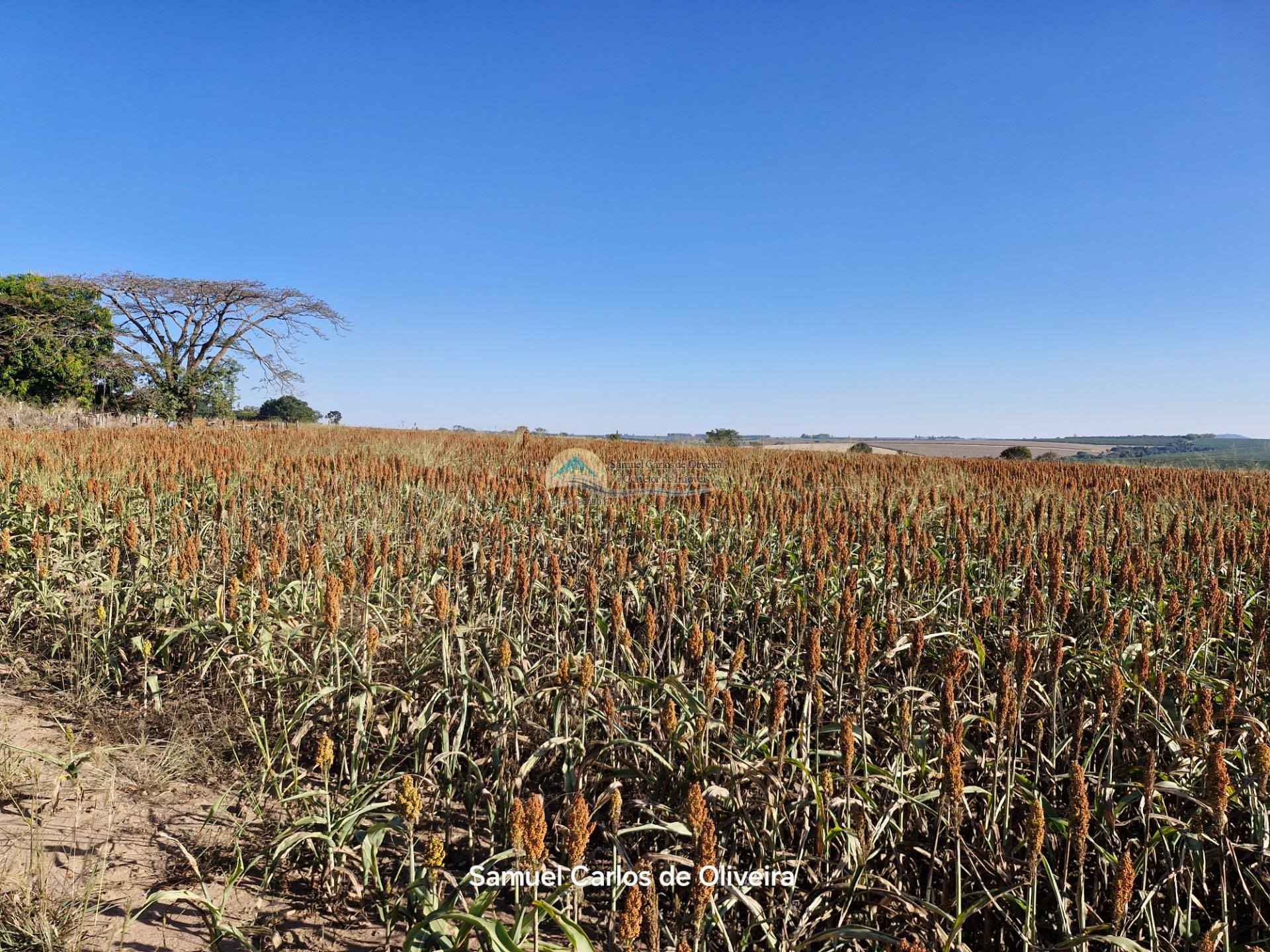 fazenda a venda em casa branca