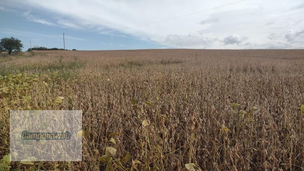 Área de plantio com soja