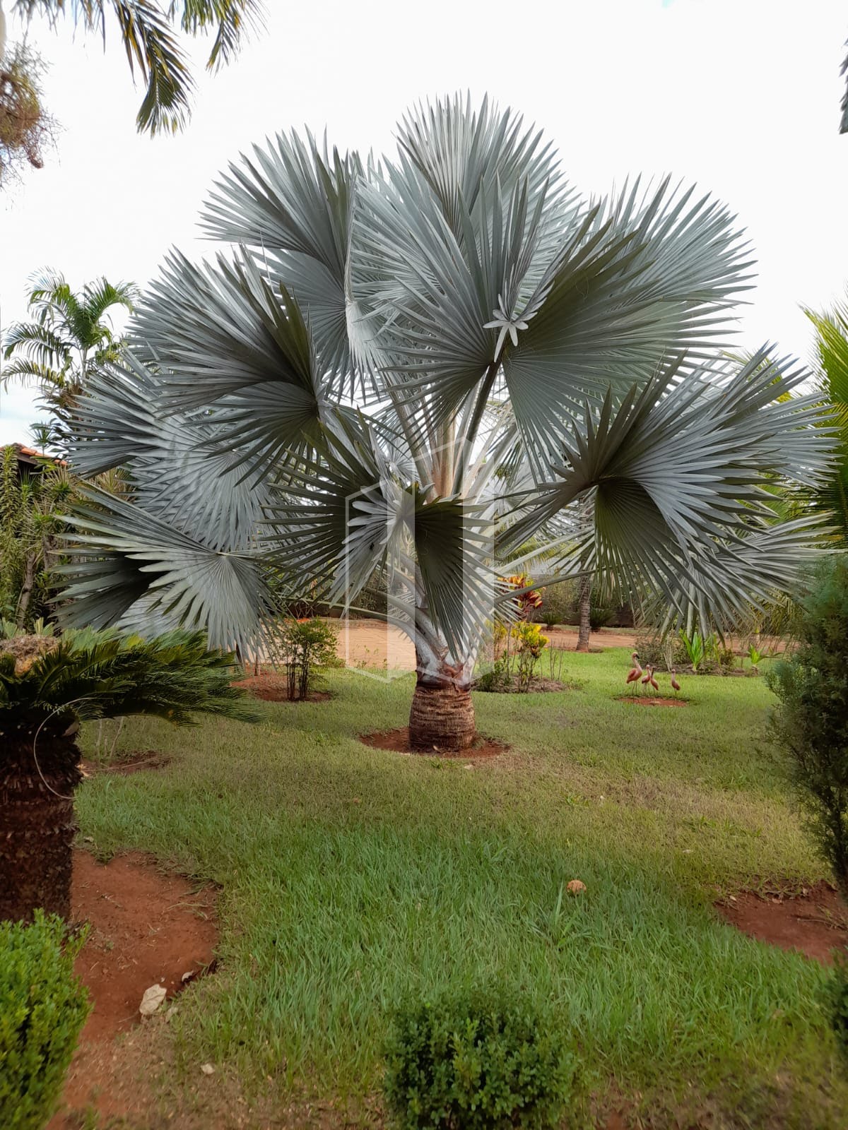 Rural à venda com 1000m² de terreno no Chácaras Vargem Bonita II, Senador Canedo (GO) — foto 15 de 23