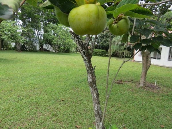 Rural à venda com 45000m² de terreno no Vargem Pequena, Florianópolis (SC) — foto 23 de 28