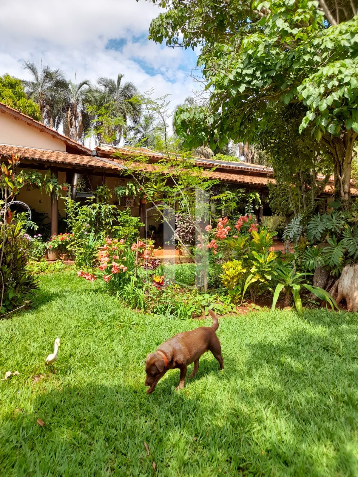 Rural à venda com 1000m² de terreno no Chácaras Vargem Bonita II, Senador Canedo (GO) — foto 9 de 23
