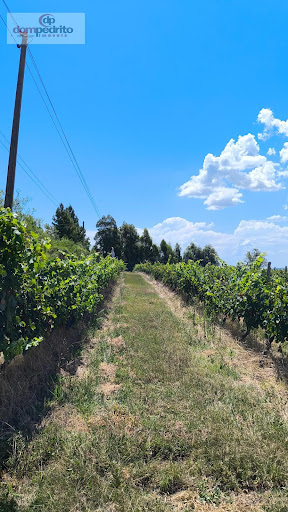 Vinhedos 