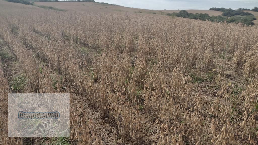 Área de plantio com soja