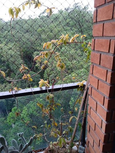 Foto 07