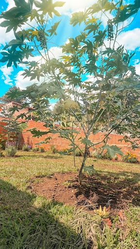 IMAGEM DO TERRENO