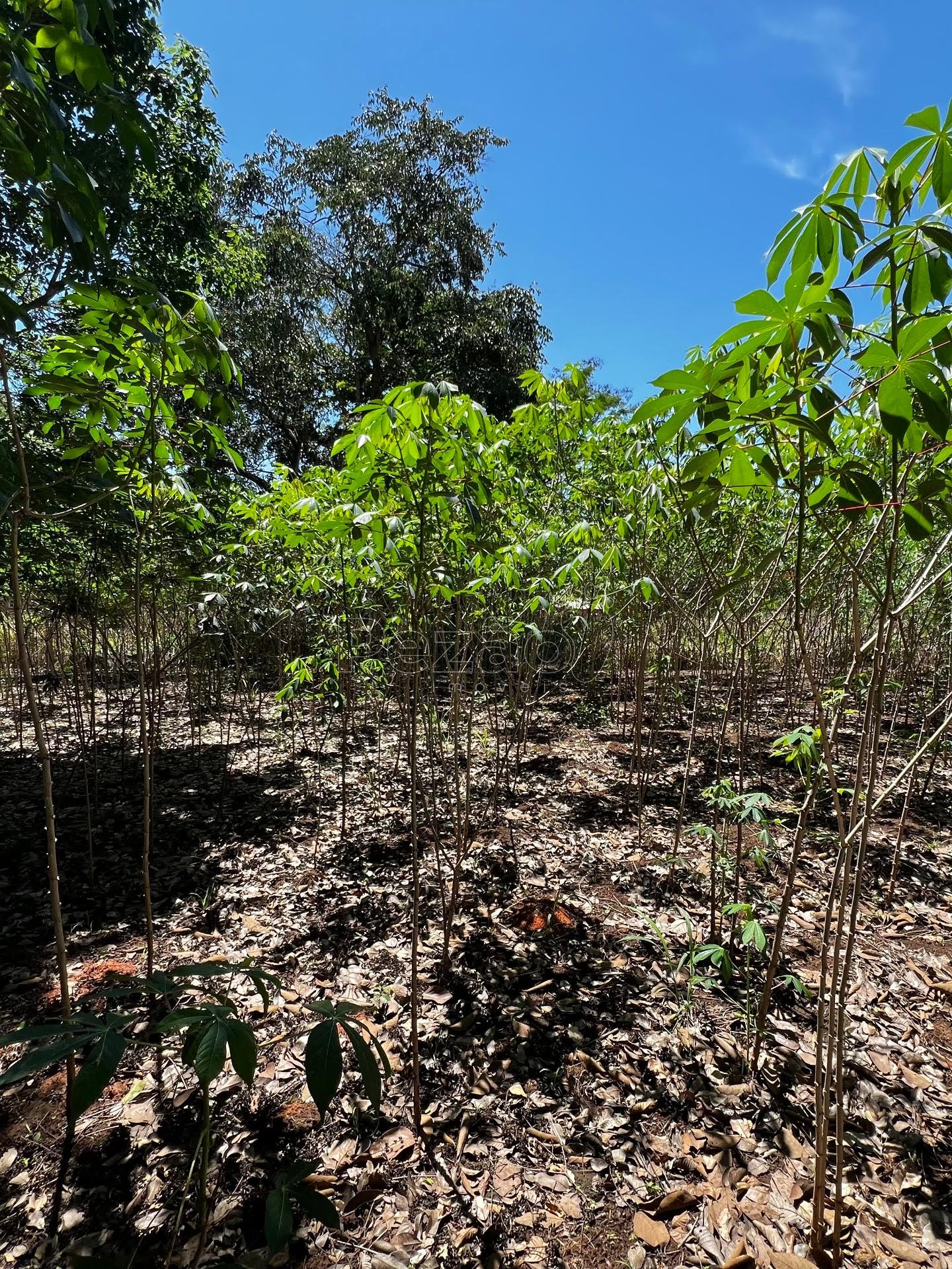 Rural à venda com 8215m² de terreno no Zona Rural de Heitoraí, Heitoraí (GO) — foto 9 de 18