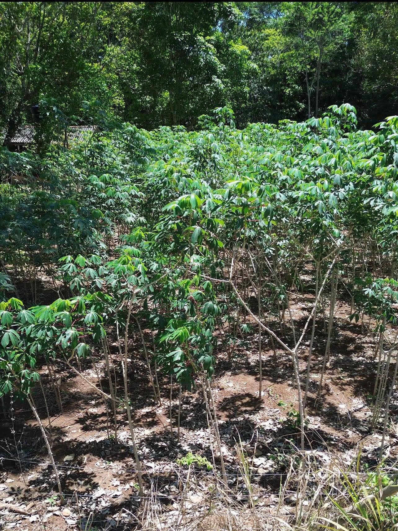 Rural à venda com 8215m² de terreno no Zona Rural de Heitoraí, Heitoraí (GO) — foto 14 de 18