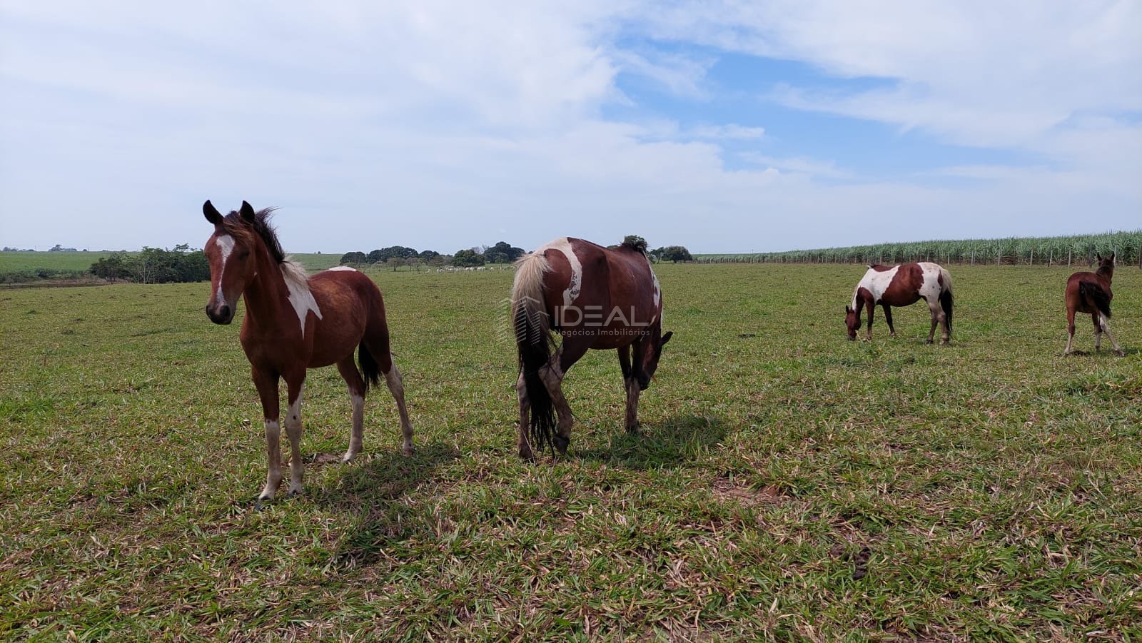 Terreno à venda com 1750000m² de terreno no Nova Travessão, Campos dos Goytacazes (RJ) — foto 28 de 30