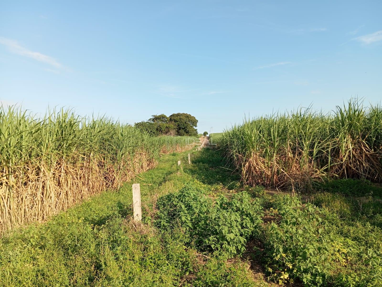 Rural à venda com 1280000m² de terreno no Valão Seco, São Francisco de Itabapoana (RJ) — foto 15 de 30