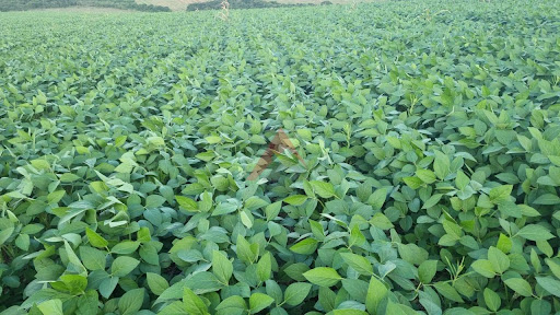 Fazenda em Seritinga/MG