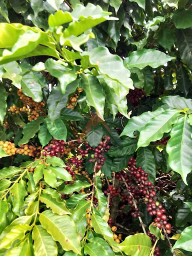 Fazenda em AREADO  -  Alfenas