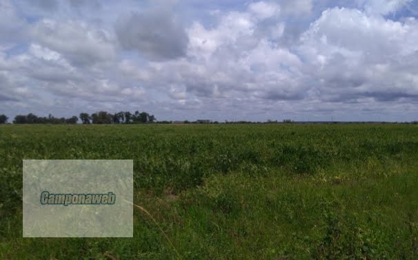 Área para plantio