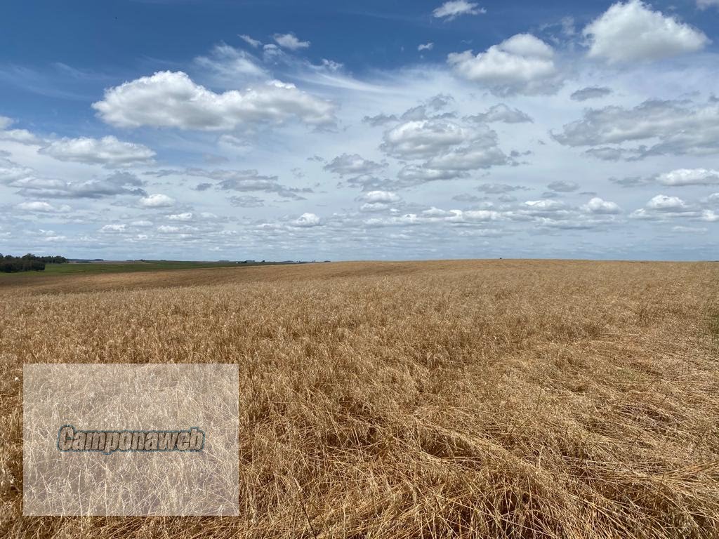 Área para plantio