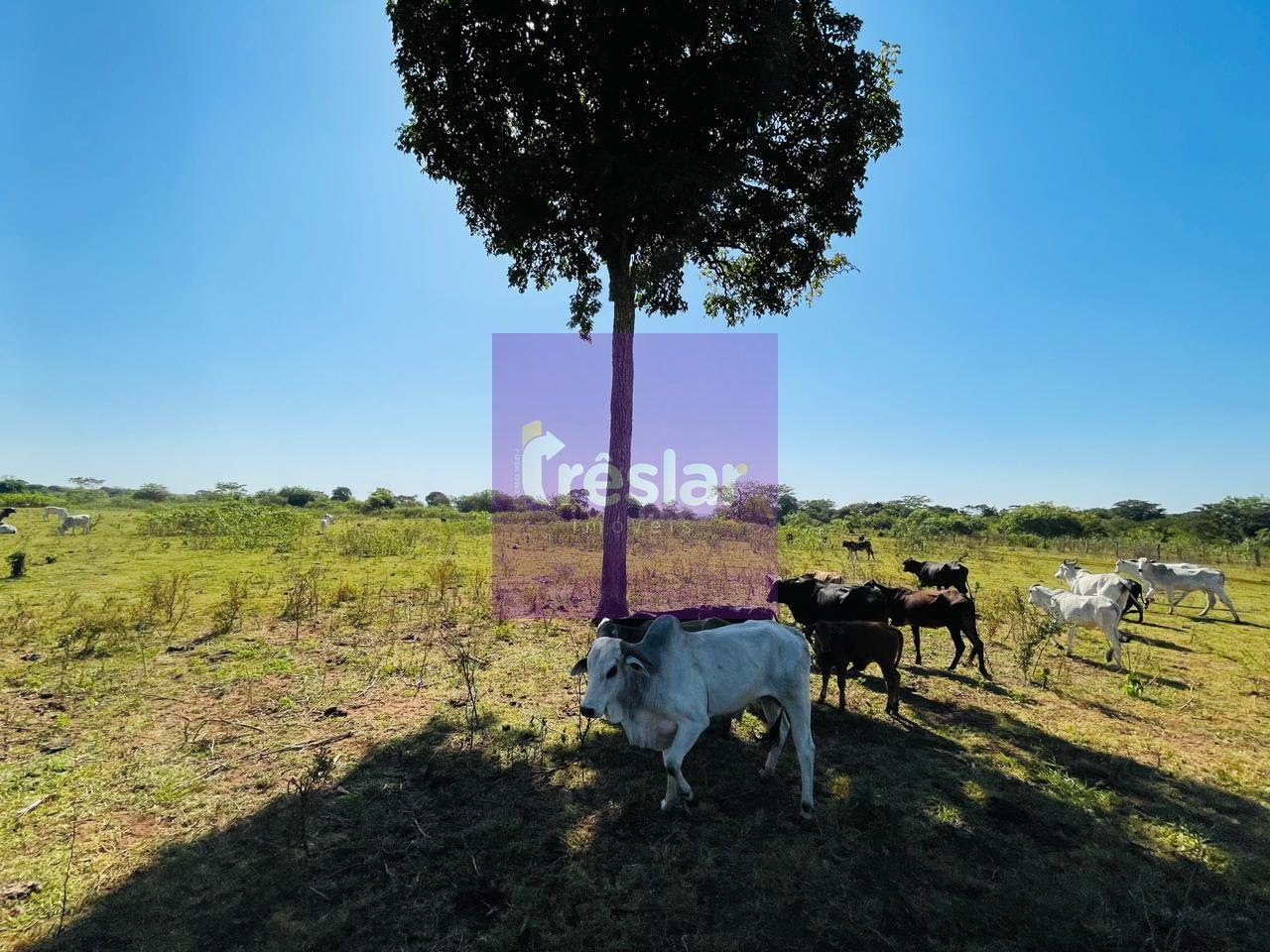 Rural à venda com 1710000m² de terreno no Fazenda, Três Lagoas (MS) — foto 29 de 30